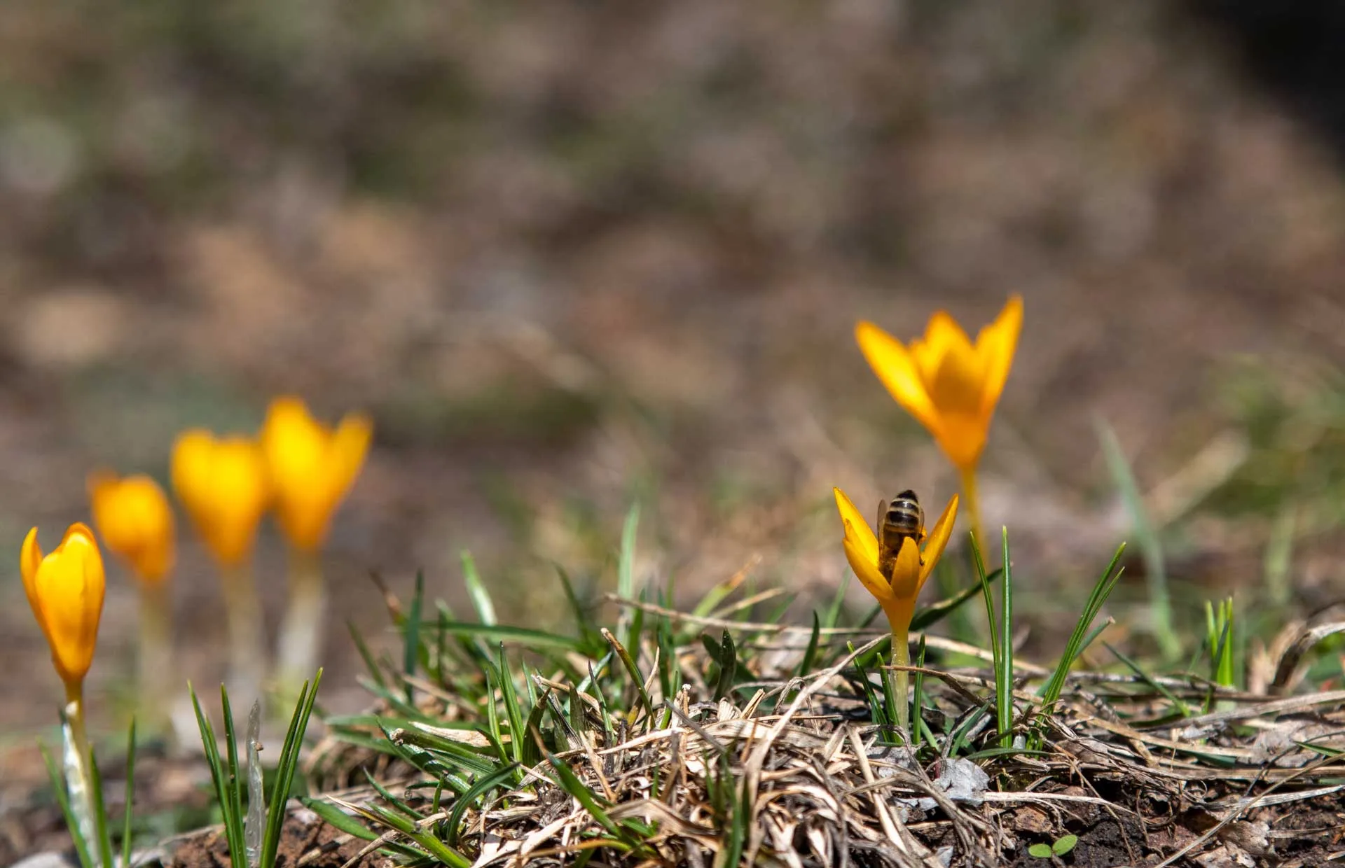 Bahar is loading Karagöl Çubuk Ankara Çekergezer Hakan Aydın Fotoğrafları