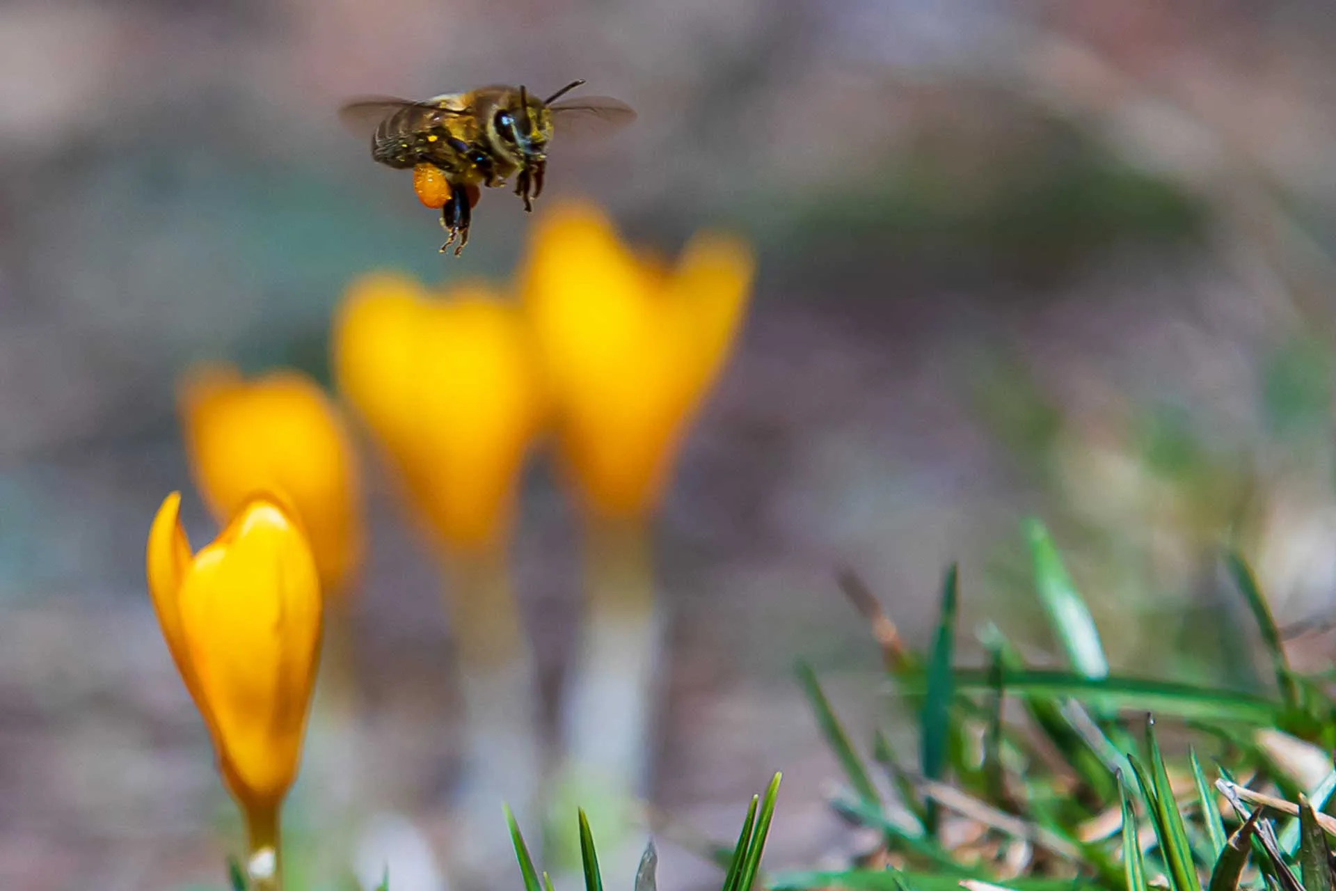 Çiçek burası bahar iniş için izin istiyorum Çekergezer Hakan Aydın Fotoğrafları