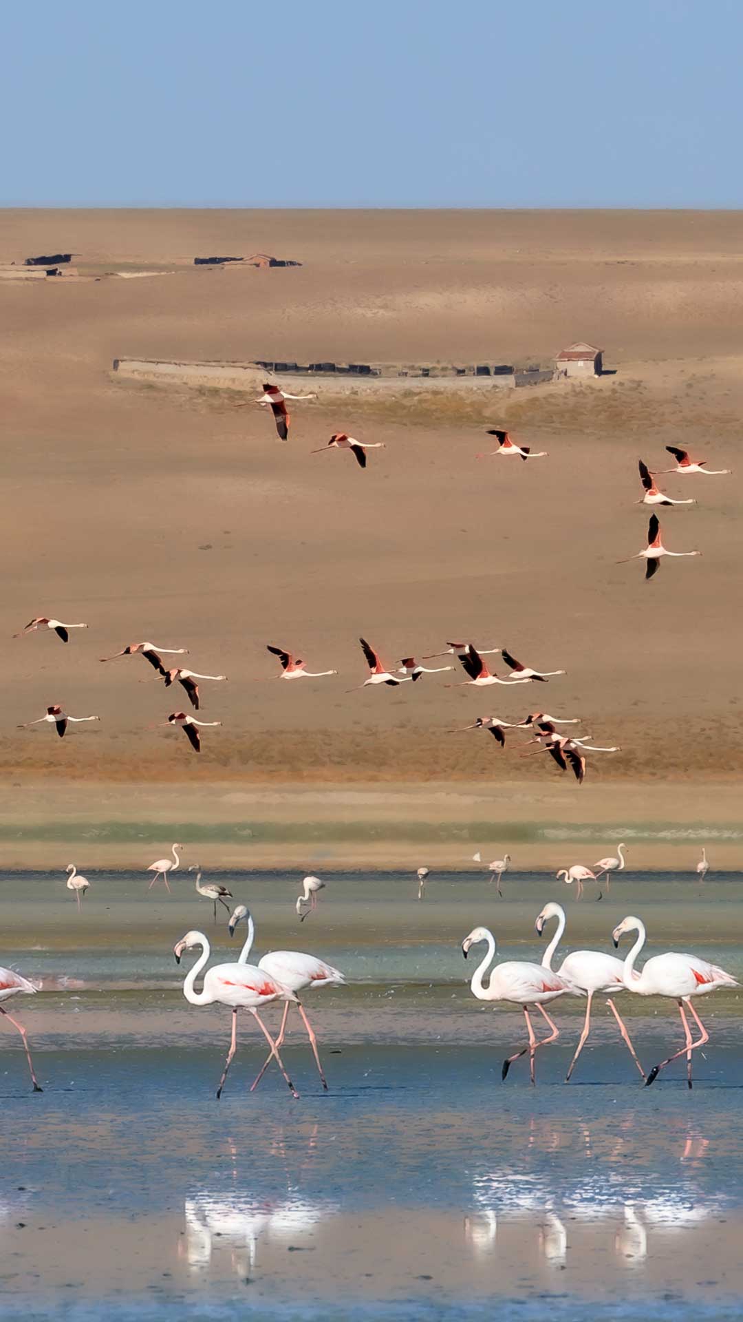 Flamingolar neden tek ayak üzerinde dururlar. Çekergezer Hakan Aydın fotoğrafları. Gezgin Fotoğrafçı