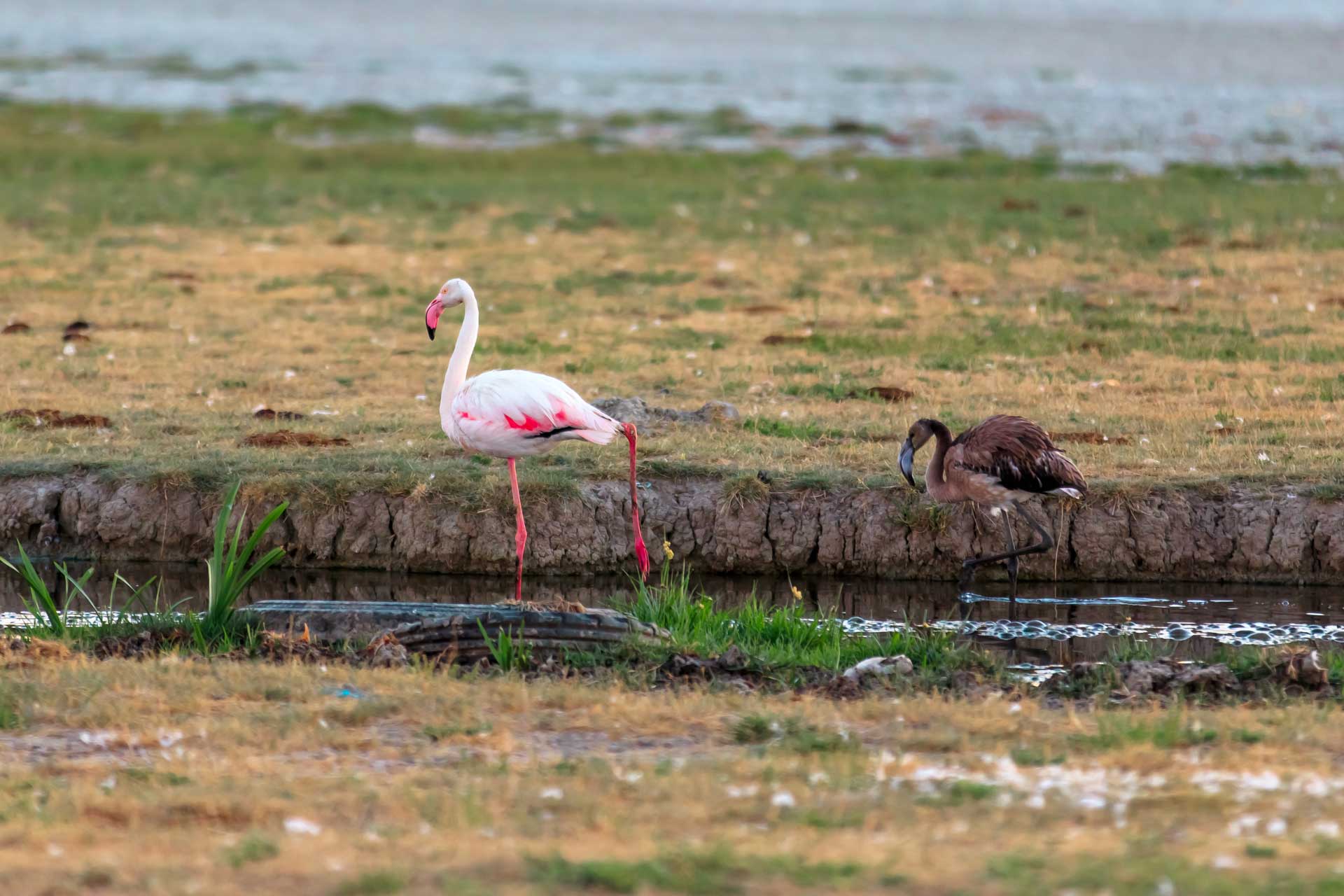 Flamingolar neden tek ayak üzerinde dururlar. Çekergezer Hakan Aydın fotoğrafları. Gezgin Fotoğrafçı