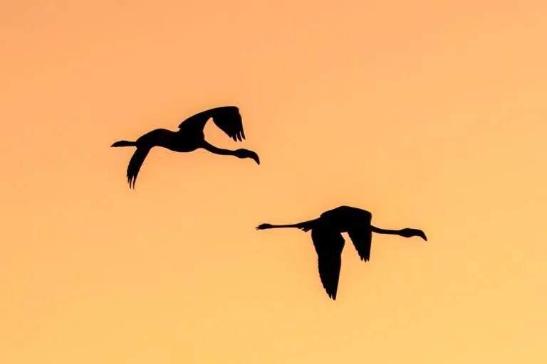 Gezgin Fotoğrafı