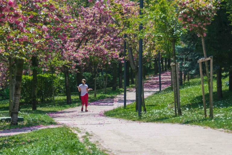 Gezgin Fotoğrafı