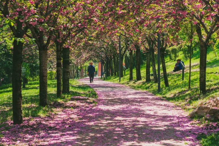 Gezgin Fotoğrafı