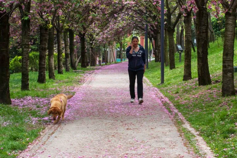 Gezgin Fotoğrafı
