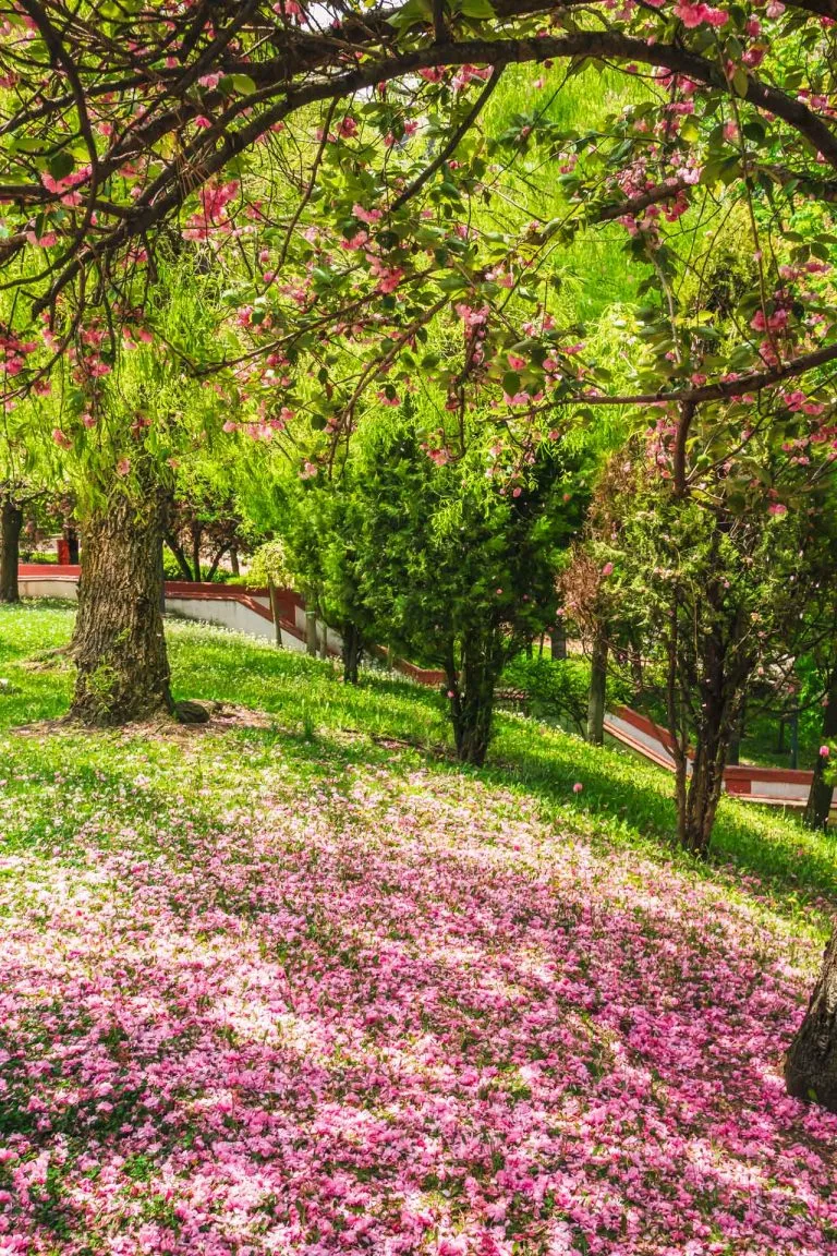 Gezgin Fotoğrafı
