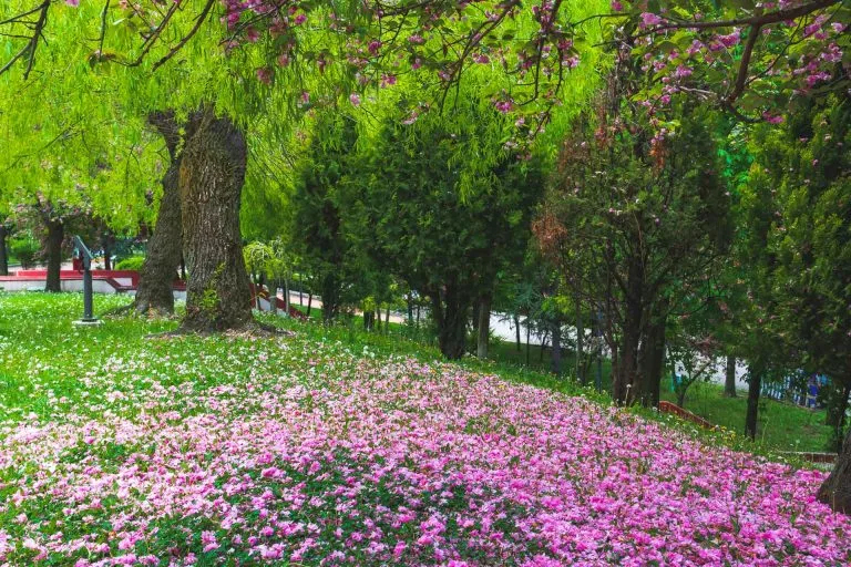 Gezgin Fotoğrafı