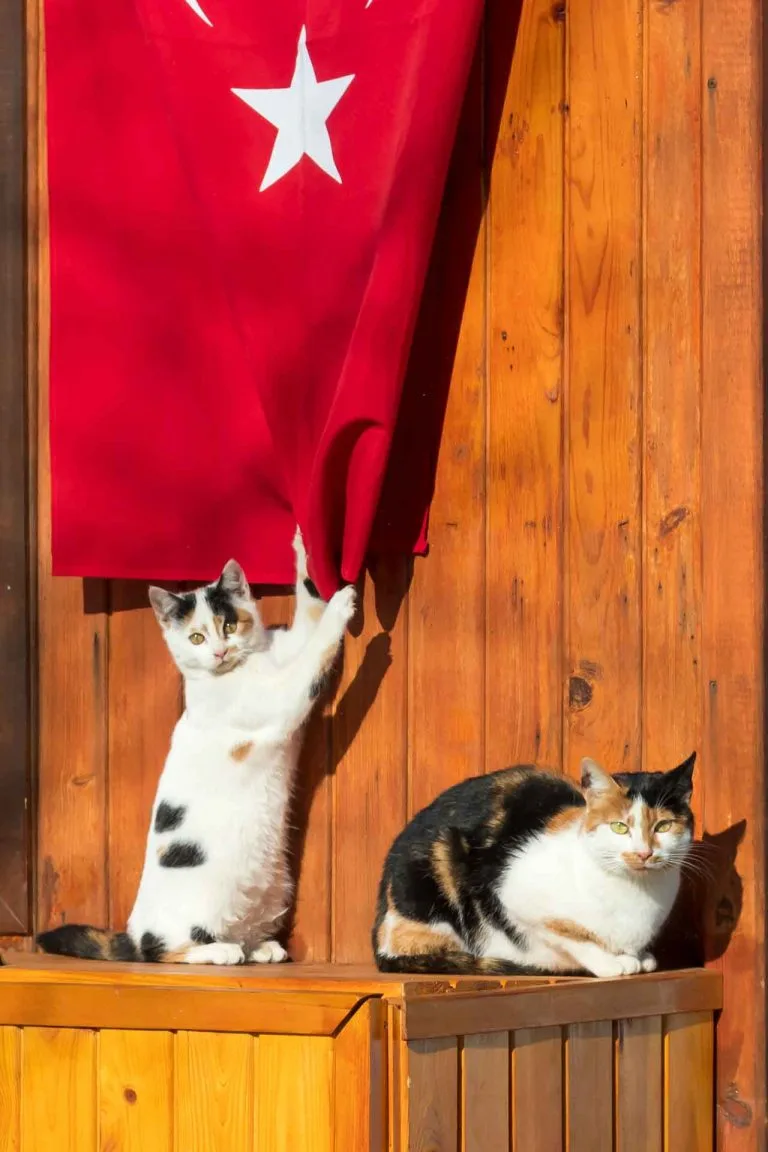Gezgin Fotoğrafı