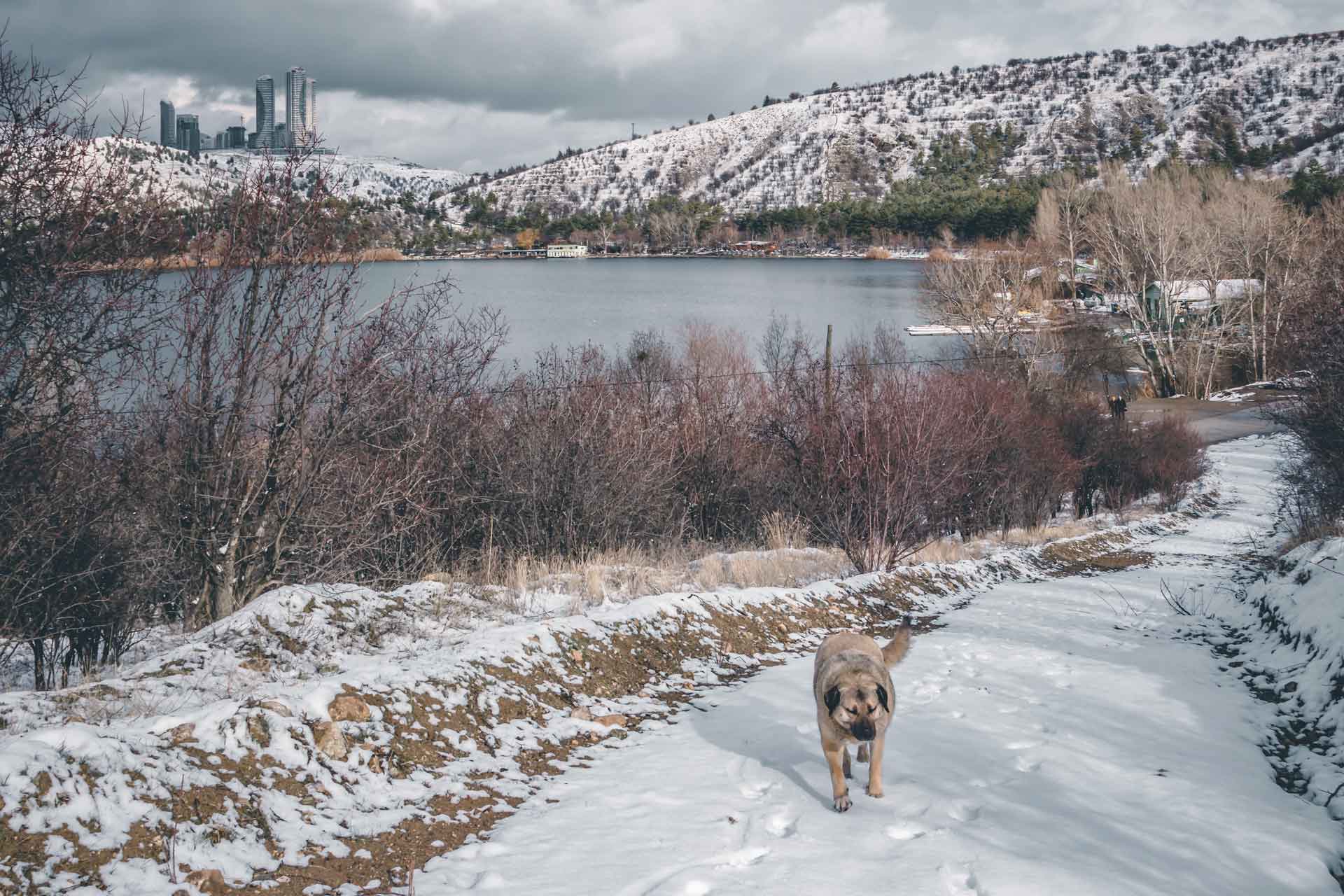 Eymir Gölü 2021 Karda Yürüyen Köpek Çekergezer Hakan Aydın Fotoğrafları