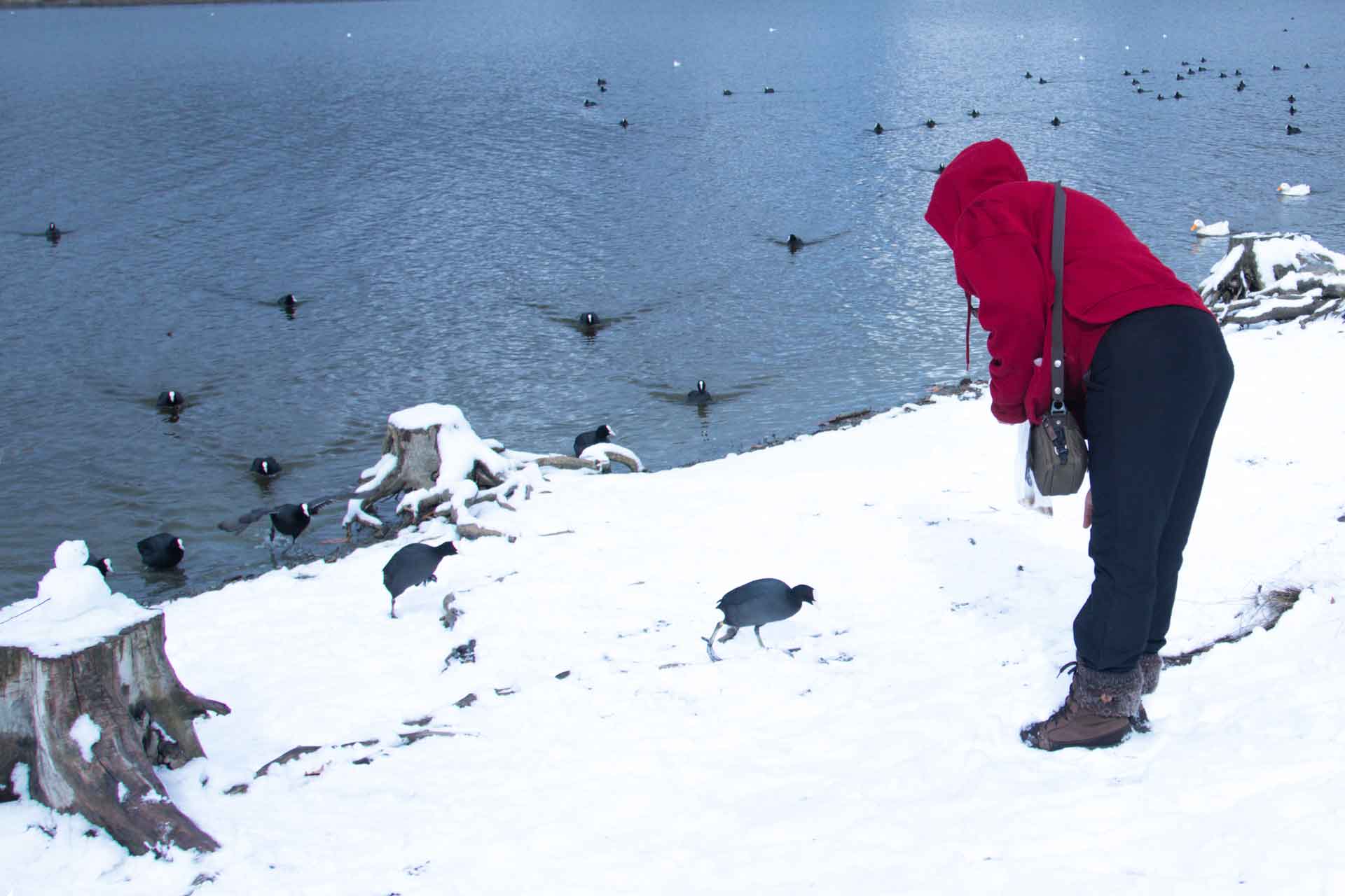 Eymir Gölü 2021 Kuşları Besleyen Kadın Çekergezer Hakan Aydın Fotoğrafları