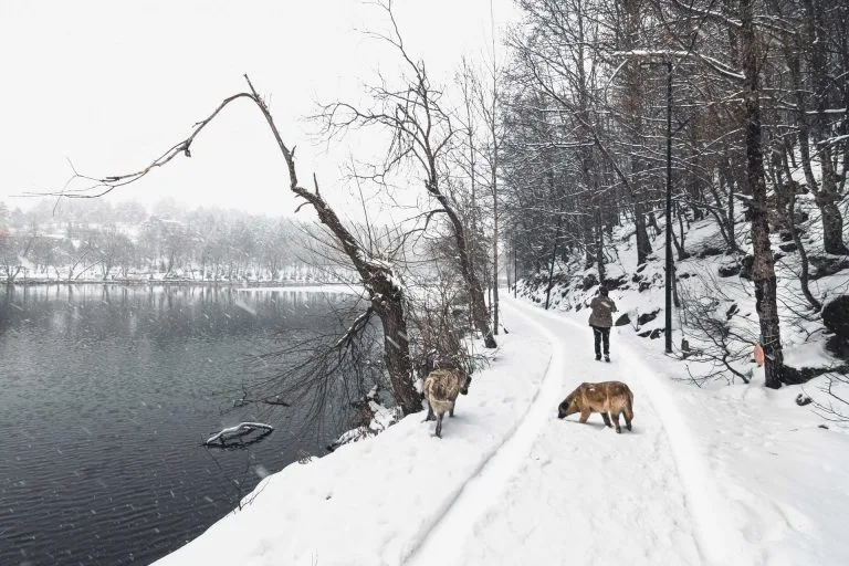 Gezgin Fotoğrafı