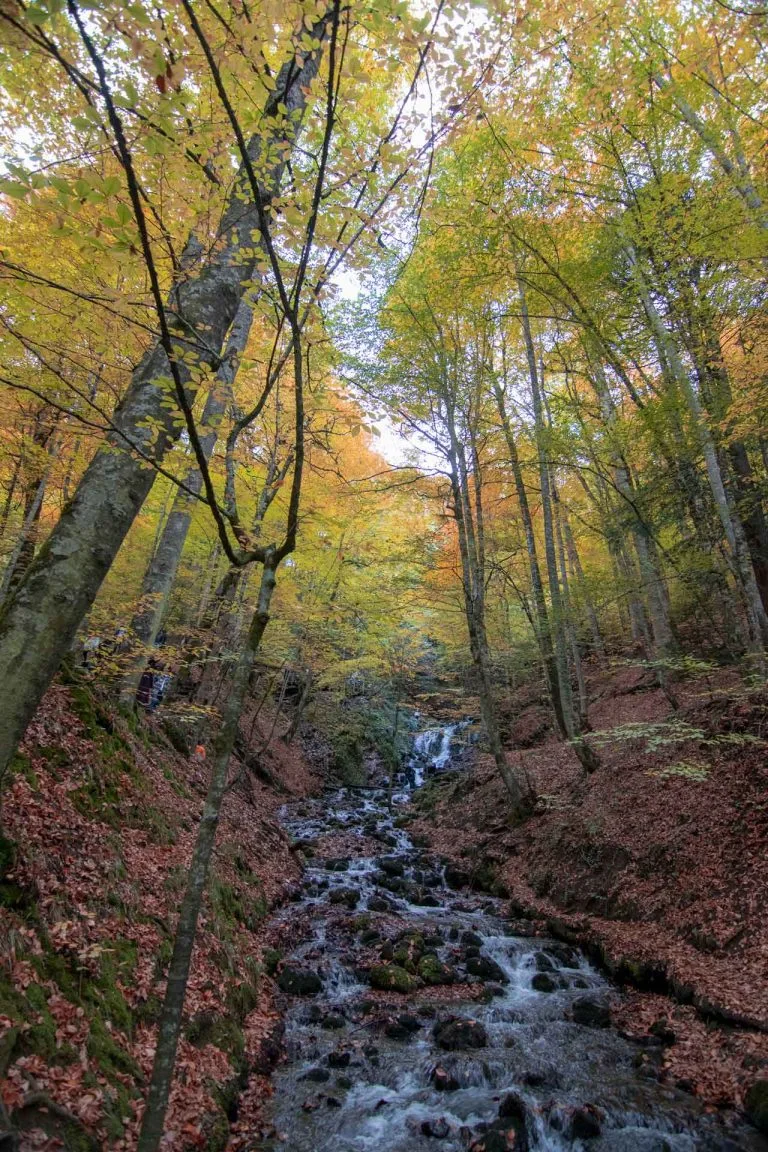 Gezgin Fotoğrafı