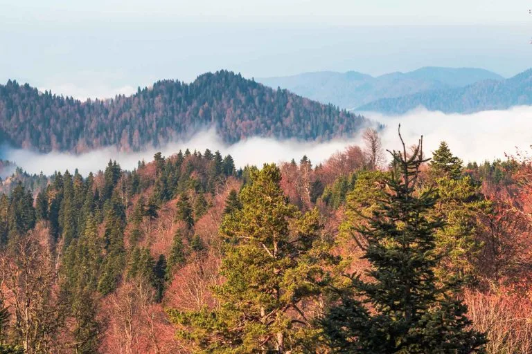 Gezgin Fotoğrafı