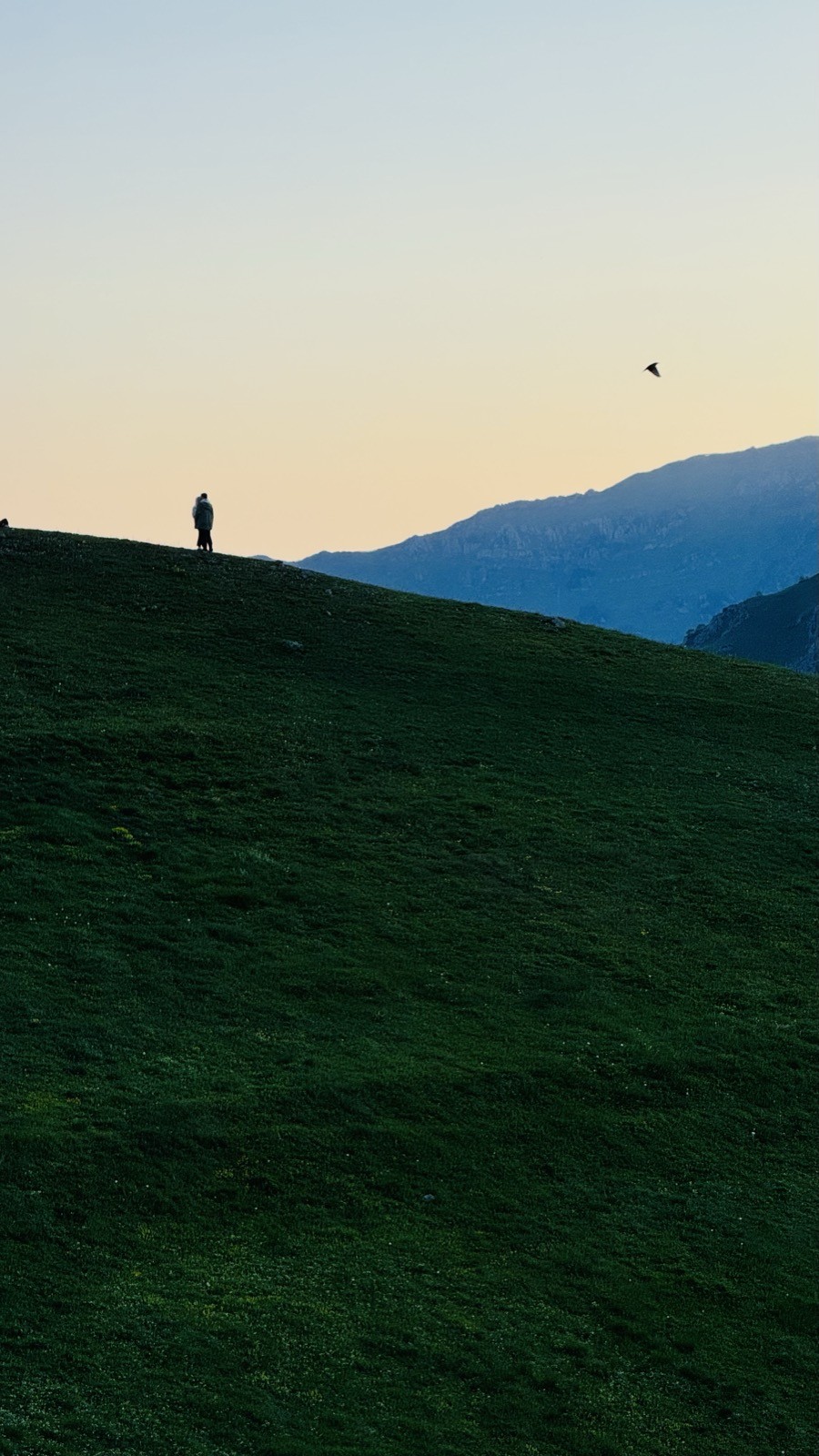 Alacakaranlık silüet, kuş, tepe