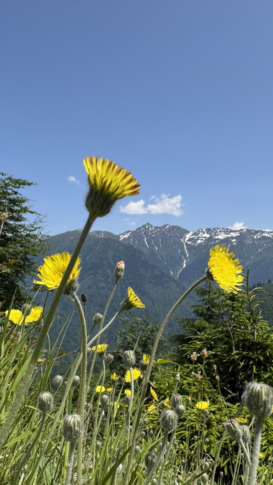 Sarı çiçek detay, karlı zirve fonu