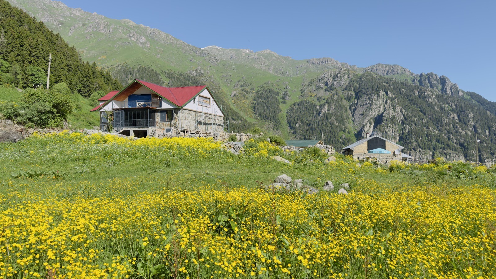 Sarı çiçek tarlasının ortasında kızıl çatılı taş ev