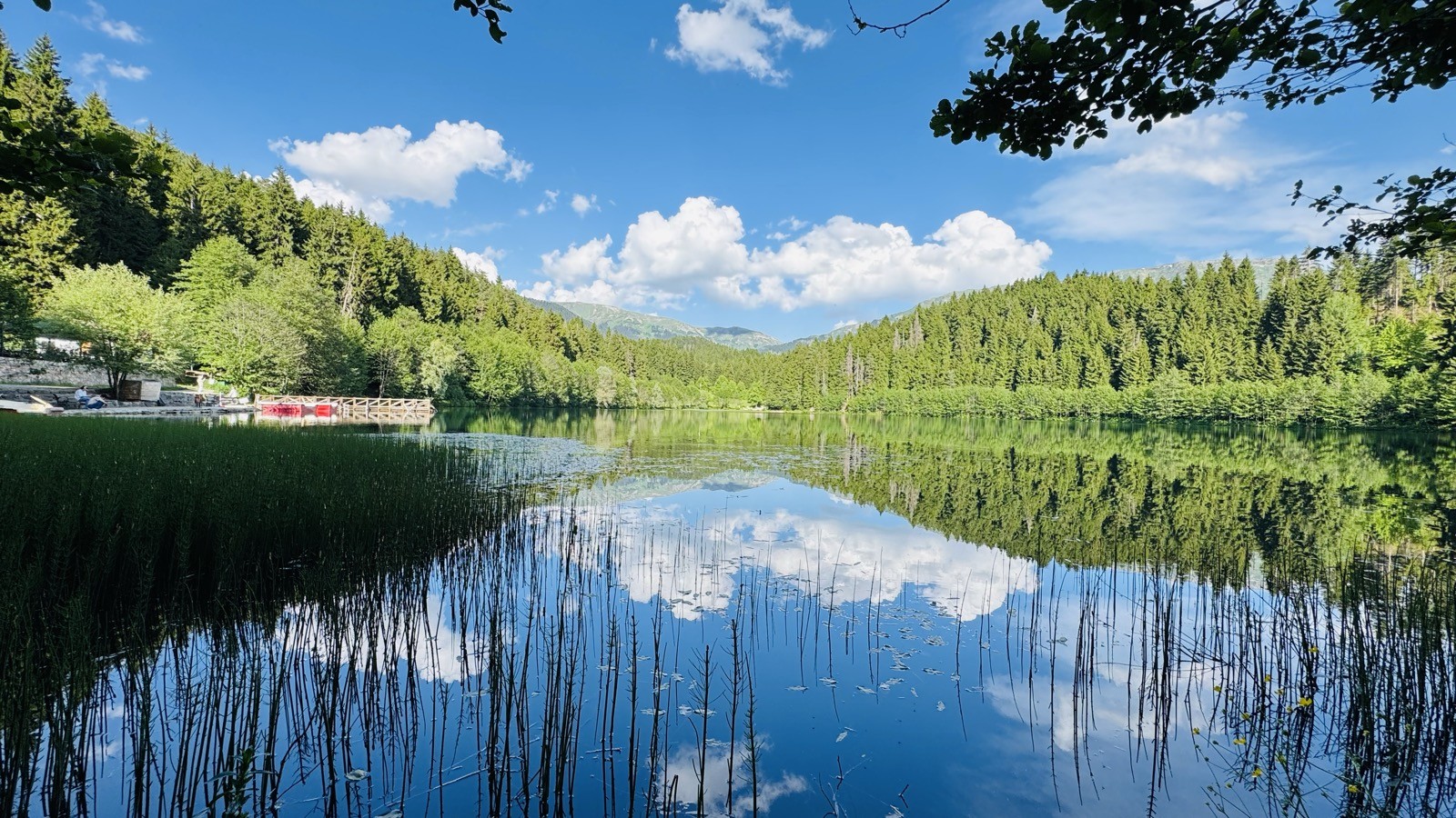 Sazlıklarla çevrili durgun gölde orman ve gökyüzü yansıması